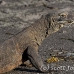 dragon_komodo_hsb_rinca_h_1897_kom4256.jpg